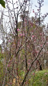 Prunus for website