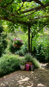 A shady grape covered corner